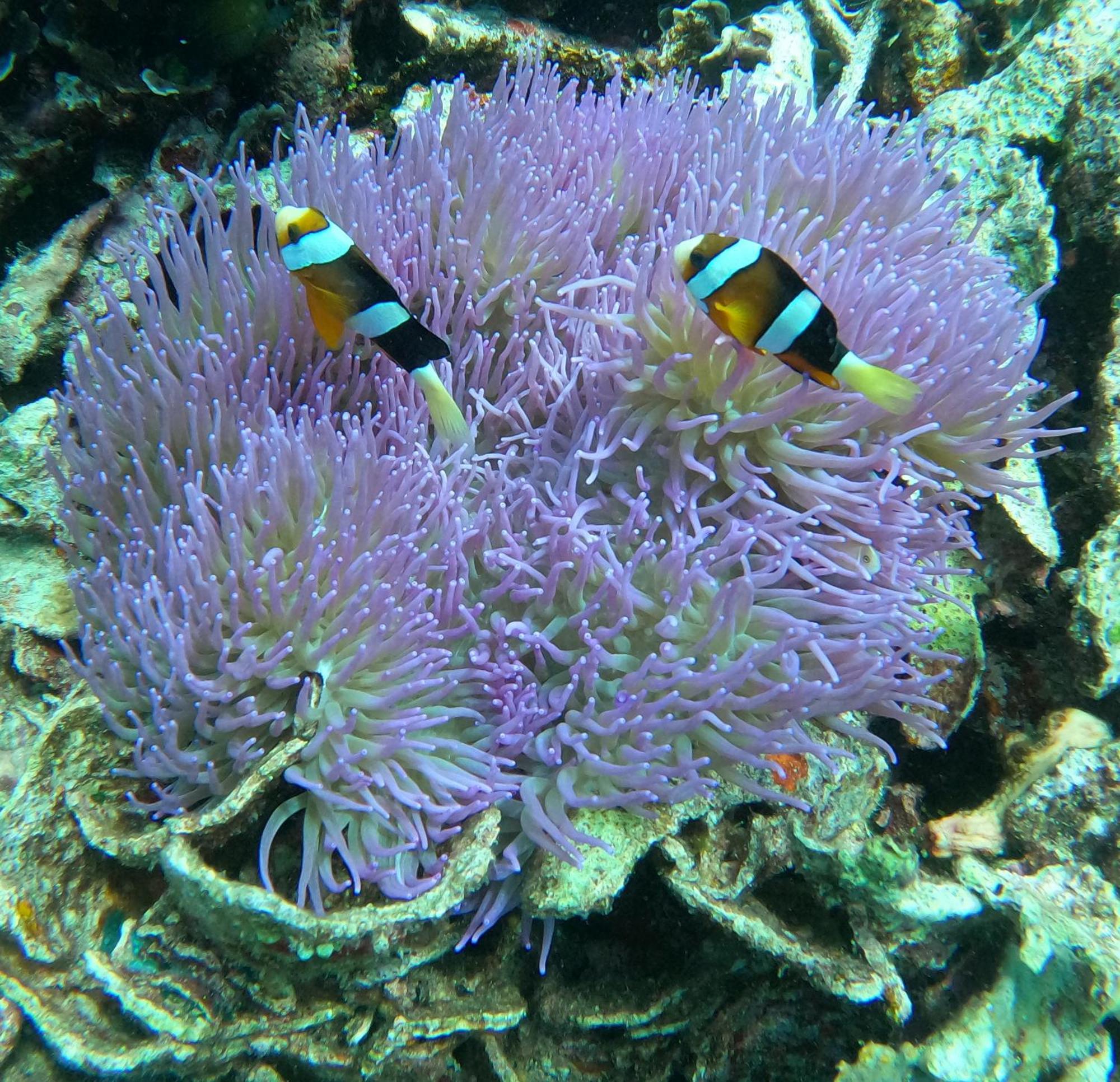 4 Sisters Divers Бунакен Екстер'єр фото