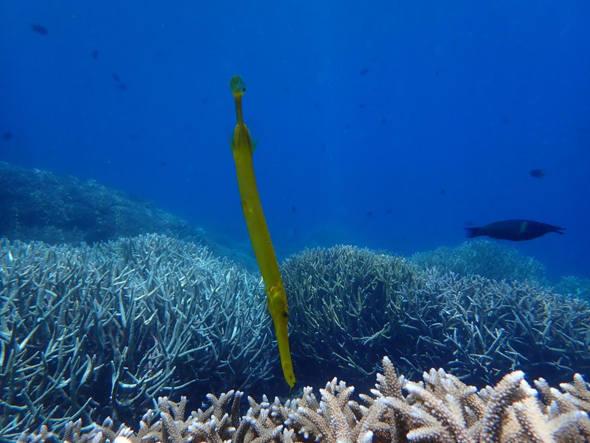 4 Sisters Divers Бунакен Екстер'єр фото